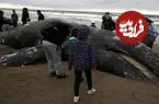 ببینید| پیکر نهنگ ۱۲ متری در ساحل تیخوانا مکزیک پیدا شد