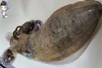 ببینید| غذای خیابانی در کره؛ برش زدن و تهیه ساشیمی با ماهی مرکب در پوهانگ