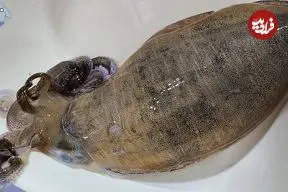 ببینید| غذای خیابانی در کره؛ برش زدن و تهیه ساشیمی با ماهی مرکب در پوهانگ