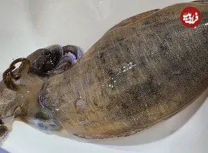 ببینید| غذای خیابانی در کره؛ برش زدن و تهیه ساشیمی با ماهی مرکب در پوهانگ