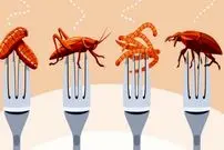 چطور خوردن حشرات به نظریه‌ توطئه تبدیل شد؟