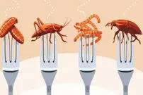 چطور خوردن حشرات به نظریه‌ توطئه تبدیل شد؟