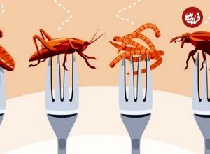 چطور خوردن حشرات به نظریه‌ توطئه تبدیل شد؟