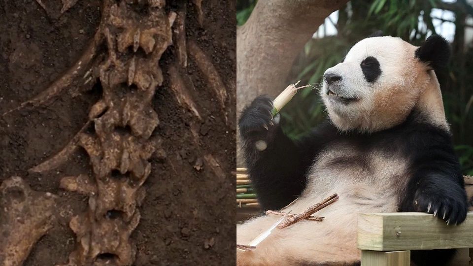 ‌کشف اسکلت «خرس پاندا» در مقبرۀ امپراطور چین