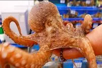 ببینید| غذای خیابانی در کره؛ پخت خوراک با اختاپوس در سئول