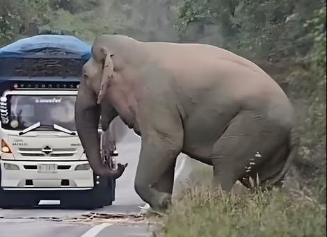 ( ویدیو) باج گیری یک فیل از کامیون در حال حرکت 