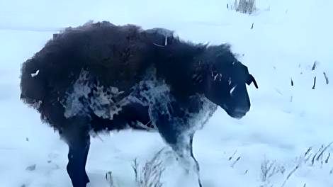 (ویدئو) سرمای ۵۰- درجه قزاقستان گرگ و گوسفند رو درجا خشک کرد
