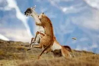 شاهکارهای عکاسی طبیعت که به مرحلۀ نهایی جایزه عکاسی سونی راه پیدا کردند