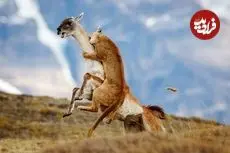 شاهکارهای عکاسی طبیعت که به مرحلۀ نهایی جایزه عکاسی سونی راه پیدا کردند