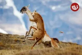 شاهکارهای عکاسی طبیعت که به مرحلۀ نهایی جایزه عکاسی سونی راه پیدا کردند