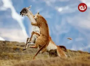 شاهکارهای عکاسی طبیعت که به مرحلۀ نهایی جایزه عکاسی سونی راه پیدا کردند