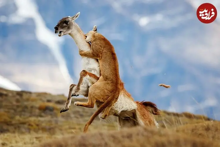 شاهکارهای عکاسی طبیعت که به مرحلۀ نهایی جایزه عکاسی سونی راه پیدا کردند