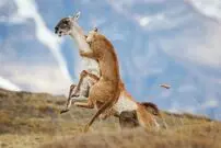 شاهکارهای عکاسی طبیعت که به مرحلۀ نهایی جایزه عکاسی سونی راه پیدا کردند