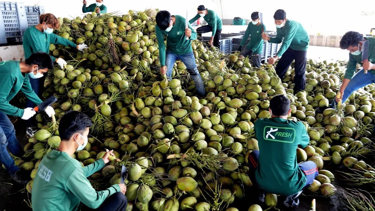 (ویدئو) فرآیند برداشت، برش و بسته بندی هزاران نارگیل در یک کارخانه مشهور تایلندی