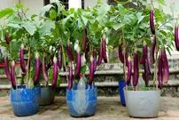 (ویدئو) روشی خلاقانه برای کاشت و برداشت بادمجان در بطری و دبه پلاستیکی