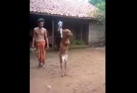 (ویدئو) گوساله ی عجیبی که بخاطر قطع شدن دست هایش مثل انسان روی دو پا راه می رود