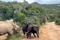 ببینید| گیر افتادن چند گاومیش بین یک شیر گرسنه و یک کرگدن عصبانی!