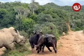 ببینید| گیر افتادن چند گاومیش بین یک شیر گرسنه و یک کرگدن عصبانی!