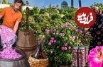 ببینید؛ فرآیند برداشت گل محمدی از مزارع  کاشان و تهیه گلاب با آن به روش سنتی