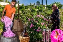 ببینید؛ فرآیند برداشت گل محمدی از مزارع  کاشان و تهیه گلاب با آن به روش سنتی
