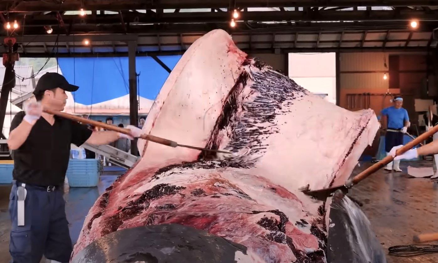 (ویدئو) گوشت نهنگ، غذای محبوب ژاپنی ها؛ برش زدن نهنگ توسط ماهیگیران ژاپنی