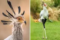 ببینید| مرغ منشی؛ پرنده زیبایی که قاتل مارهاست!