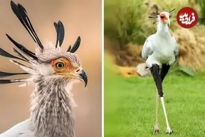 ببینید| مرغ منشی؛ پرنده زیبایی که قاتل مارهاست!