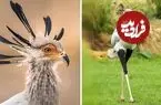 ببینید| مرغ منشی؛ پرنده زیبایی که قاتل مارهاست!
