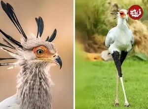 ببینید| مرغ منشی؛ پرنده زیبایی که قاتل مارهاست!