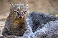 عکس| گربه‌ای عجیب با صدایی متفاوت / هم سوت می‌زند، هم جیک‌جیک می‌کند