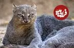 عکس| گربه‌ای عجیب با صدایی متفاوت / هم سوت می‌زند، هم جیک‌جیک می‌کند