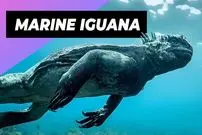 ببینید| ایگوانای دریایی؛ گودزیلای کوچک و دوست داشتنی اقیانوس ها!