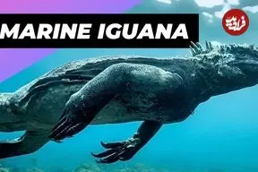 ببینید| ایگوانای دریایی؛ گودزیلای کوچک و دوست داشتنی اقیانوس ها!