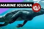ببینید| ایگوانای دریایی؛ گودزیلای کوچک و دوست داشتنی اقیانوس ها!