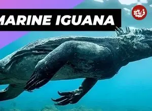 ببینید| ایگوانای دریایی؛ گودزیلای کوچک و دوست داشتنی اقیانوس ها!