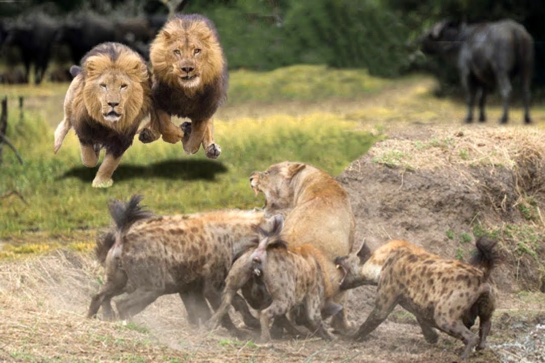 (ویدئو) شکست حیرت انگیز شیرها از دسته کفتارهای خشمگین!