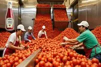 ببینید| سس گوجه فرنگی چگونه در کارخانه های چین تولید می شود؟