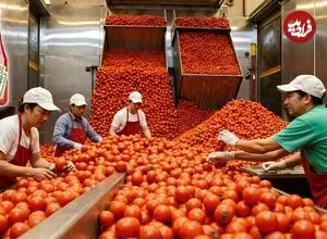ببینید| سس گوجه فرنگی چگونه در کارخانه های چین تولید می شود؟