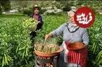 ببینید| غذای روستایی در مراکش؛ برداشت باقالی تازه از مزرعه و پخت آن روی آتش