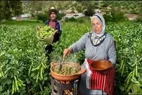 ببینید| غذای روستایی در مراکش؛ برداشت باقالی تازه از مزرعه و پخت آن روی آتش