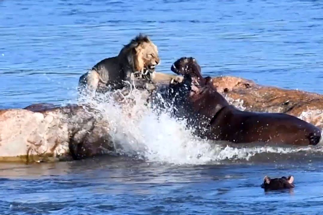 (ویدئو) حمله هولناک اسب آبی برای شکار شیر روی صخره