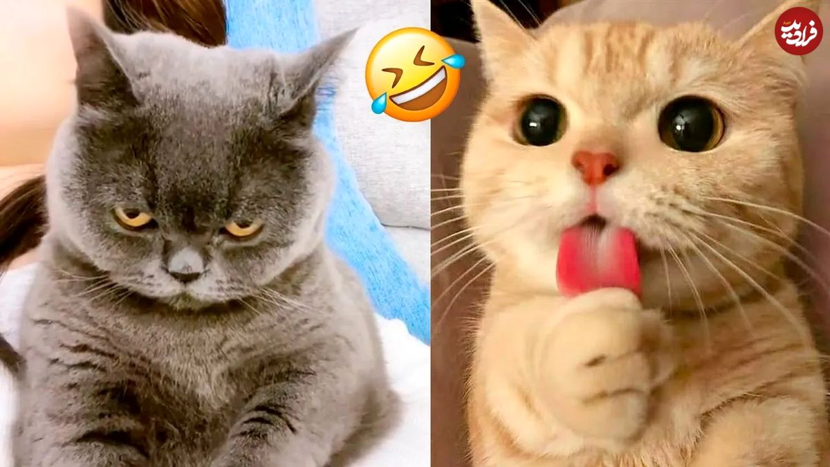 (ویدئو) خنده دارترین لحظه های ثبت شده از گربه های خانگی که لبخند به لب شما می آورند