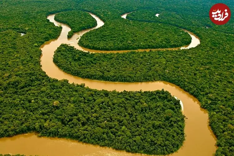 چیزی در آمازون وجود دارد که شگفت زده تان می کند + اینفوگرافیک