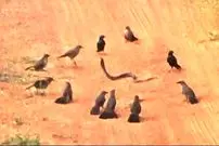 ببینید| اتحاد پرنده های خشمگین برای کشتن یک مار بخت برگشته!