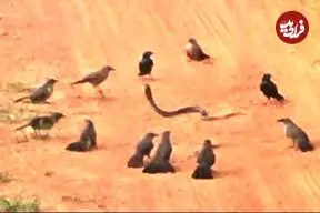 ببینید| اتحاد پرنده های خشمگین برای کشتن یک مار بخت برگشته!