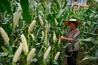 ببینید| غذای روستایی در چین؛ برداشت ذرت و پخت غذاهای سنتی با آن