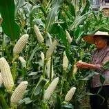 ببینید| غذای روستایی در چین؛ برداشت ذرت و پخت غذاهای سنتی با آن