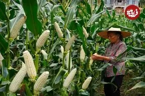 ببینید| غذای روستایی در چین؛ برداشت ذرت و پخت غذاهای سنتی با آن