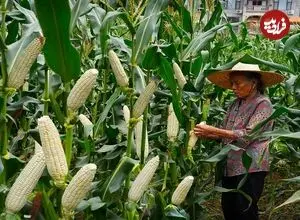 ببینید| غذای روستایی در چین؛ برداشت ذرت و پخت غذاهای سنتی با آن