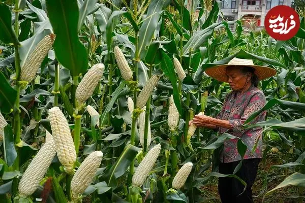 ببینید| غذای روستایی در چین؛ برداشت ذرت و پخت غذاهای سنتی با آن